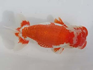 桑名愛錦会　東大関　稲沢　川口敦司