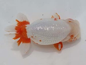 桑名愛錦会　西大関　半田　野口　弘