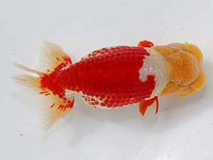 桑名愛錦会　立行司　あま市　川口　功