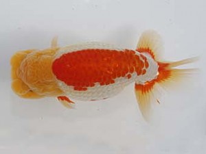 桑名愛錦会　東取締　半田　小早川義幸