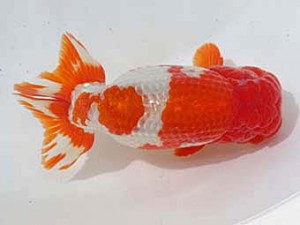 桑名愛錦会　西取締　稲沢　鎌田芳男