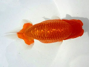 名古屋金魚愛好会　東大関　加藤安正　高浜