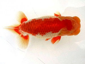 名古屋金魚愛好会　西大関　小早川義幸　名古屋