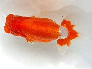 名古屋金魚愛好会　立行司　藤原忠義　安城