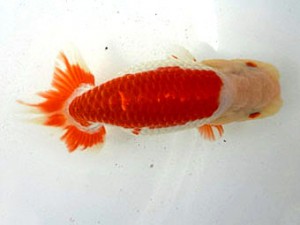 名古屋金魚愛好会　東取締　高須一三　名古屋