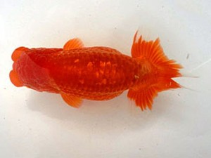 名古屋金魚愛好会　西取締　高須一三　名古屋