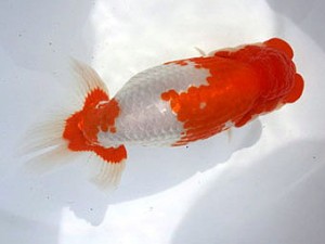 名古屋金魚愛好会　東大関　内藤洋和　高浜