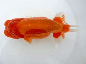 名古屋金魚愛好会　西大関　荒井実明　一色