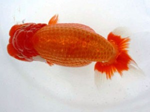 名古屋金魚愛好会　立行司　伊藤弘之　大治