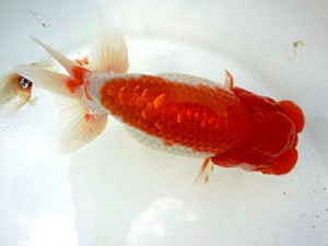 名古屋金魚愛好会　東取締　小早川義幸　半田