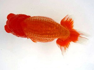 名古屋金魚愛好会　東大関　伊藤弘之　大治