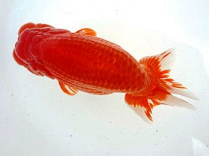 名古屋金魚愛好会　西大関　目時勝太郎　西尾