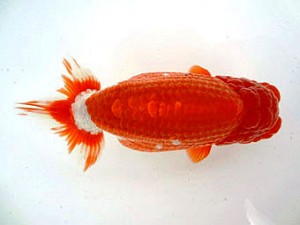 名古屋金魚愛好会　立行司　都築正典　常滑