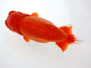 名古屋金魚愛好会　東取締　都築正典　常滑