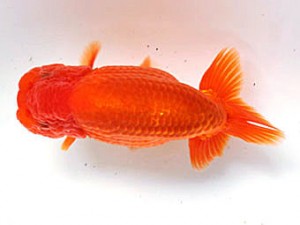 愛媛南予らんちゅう会 西大関 高野宮章 愛媛南予らんちゅう会 西大関 高野宮章