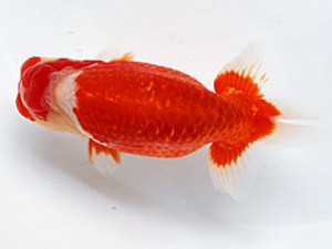 愛媛南予らんちゅう会 立行司 細川隆憲 愛媛南予らんちゅう会 立行司 細川隆憲