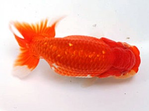 愛媛南予らんちゅう会 東取締 片岡 徹 愛媛南予らんちゅう会 東取締 片岡 徹