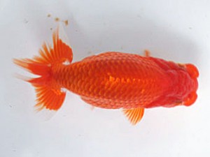 愛媛南予らんちゅう会 西取締 高橋欣次 愛媛南予らんちゅう会 西取締 高橋欣次