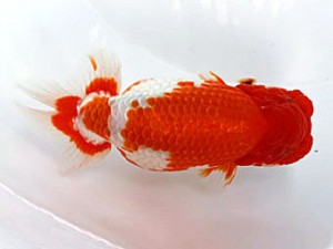 愛媛南予らんちゅう会 東大関 鈴木義信 愛媛南予らんちゅう会 東大関 鈴木義信