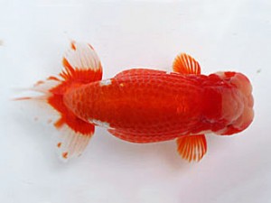 愛媛南予らんちゅう会 西大関 越智佳三 愛媛南予らんちゅう会 西大関 越智佳三