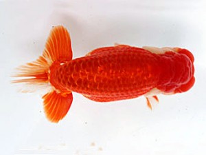 愛媛南予らんちゅう会 立行司 細川隆憲 愛媛南予らんちゅう会 細川隆憲