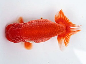 愛媛南予らんちゅう会 西取締 武田清茂 愛媛南予らんちゅう会 西取締 武田清茂