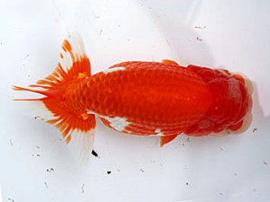 愛媛南予らんちゅう会 東大関 加藤弘志 愛媛南予らんちゅう会 東大関 加藤弘志