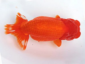 愛媛南予らんちゅう会 西大関 加藤弘志 愛媛南予らんちゅう会 西大関 加藤弘志