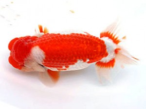 愛媛南予らんちゅう会 立行司 中村優作 愛媛南予らんちゅう会 中村優作