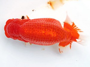 愛媛南予らんちゅう会 西取締 秋月秀夫 愛媛南予らんちゅう会 西取締 秋月秀夫