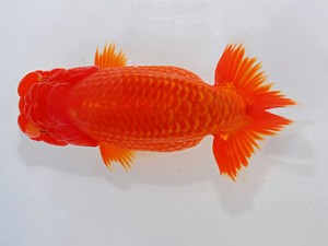 59回日らん 東大関 石田一男 広島 59回日らん 東大関 石田一男 広島