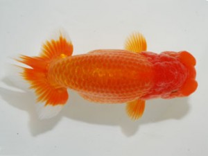 59回日らん 勧進元一 伏木寿一 和歌山 59回日らん 勧進元一 伏木寿一 和歌山