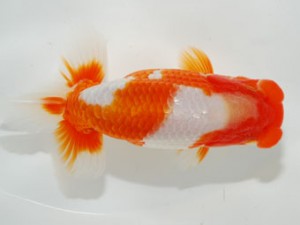 59回日らん 勧進元二 平野睦二 静岡 59回日らん 勧進元二 平野睦二 静岡