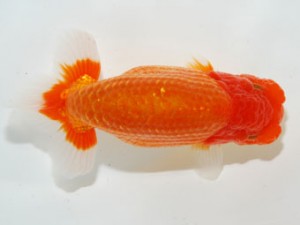 59回日らん 行司一 丸山克昌 埼玉 59回日らん 行司一 丸山克昌 埼玉