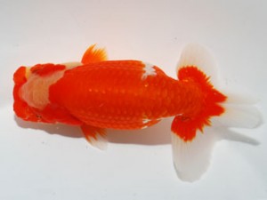 59回日らん 行司二 森相 優 埼玉 59回日らん 行司二 森相 優 埼玉