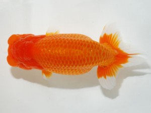 59回日らん 行司三 山下利幸 徳島 59回日らん 行司三 山下利幸 徳島