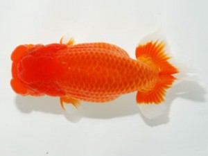 59回日らん 脇行司一 大渕 功 千葉 59回日らん 脇行司一 大渕 功 千葉