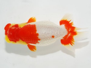 59回日らん 脇行司二 山鷲元気 和歌山 59回日らん 脇行司二 山鷲元気 和歌山