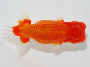 59回日らん 西大関 高尾昌幸 岡山 59回日らん 西大関 高尾昌幸 岡山