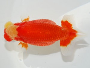 59回日らん 立行司 山田芳人 愛知 59回日らん 立行司 山田芳人 愛知