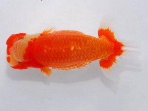 59回日らん 東取締 岩崎正樹 香川 59回日らん 東取締 岩崎正樹 香川