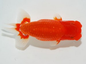 59回日らん 西取締 直野高幸 愛媛 59回日らん 西取締 直野高幸 愛媛