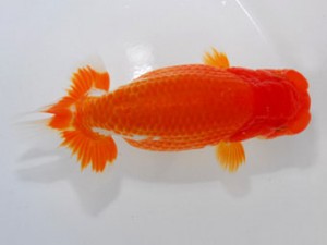 59回日らん 東関脇 藤原博文 徳島 59回日らん 東関脇 藤原博文 徳島