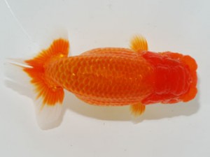 59回日らん 西関脇 木本道白 福岡 59回日らん 西関脇 木本道白 福岡