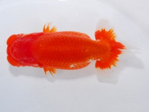 59回日らん 東小結 葛井克昌 三重 59回日らん 東小結 葛井克昌 三重