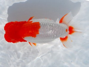 59回日らん 勧進元一 埋金龍二 佐賀 59回日らん 勧進元一 埋金龍二 佐賀