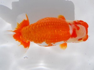 59回日らん 勧進元二 湊 直芳 三重 59回日らん 勧進元二 湊 直芳 三重