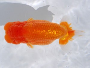 59回日らん 行司一 佐々木通広 愛媛 59回日らん 行司一 佐々木通広 愛媛