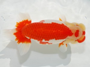 59回日らん 行司二 中島健一郎 岡山 59回日らん 行司二 中島健一郎 岡山