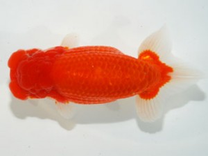 59回日らん 行司三 中島健一郎 岡山 59回日らん 行司三 中島健一郎 岡山